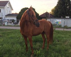 jumper Dreamboy 69 (German Riding Pony, 2004, from Digger)