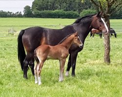 broodmare Justin (Oldenburg, 2005, from Just Do It)