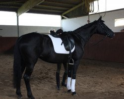 broodmare Minou 115 (Oldenburg, 2006, from Don Frederico)