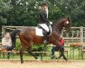 dressage horse Bosco 16 (German Warmblood, 2010, from Bumerang)