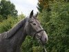 dressage horse Ballindullagh Betty (Connemara Pony, 2013)