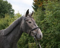 dressage horse Ballindullagh Betty (Connemara Pony, 2013)