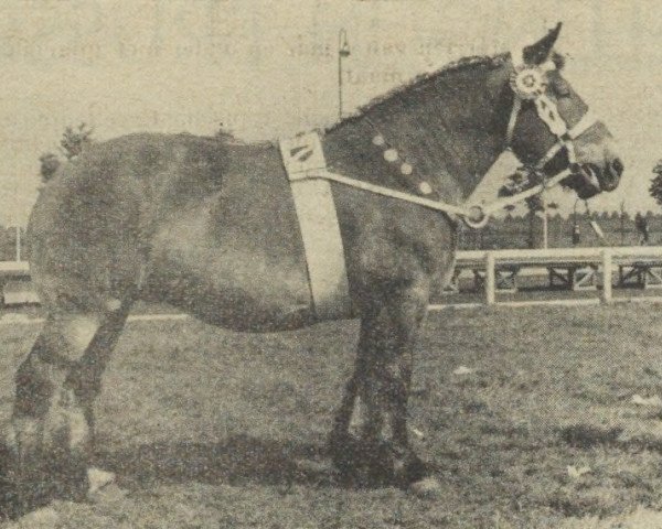 broodmare Ninette (Dutch Heavy Draft, 1947)