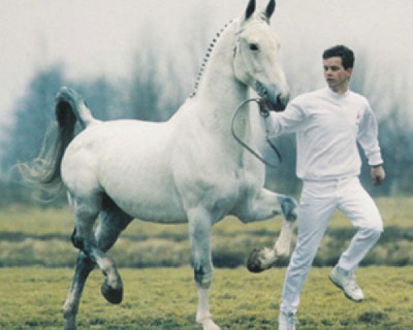stallion Batello (Gelderland, 1983, from Tourist 296)
