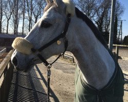 jumper First Romance 4 (KWPN (Royal Dutch Sporthorse), 2010, from Zacharov Tn)