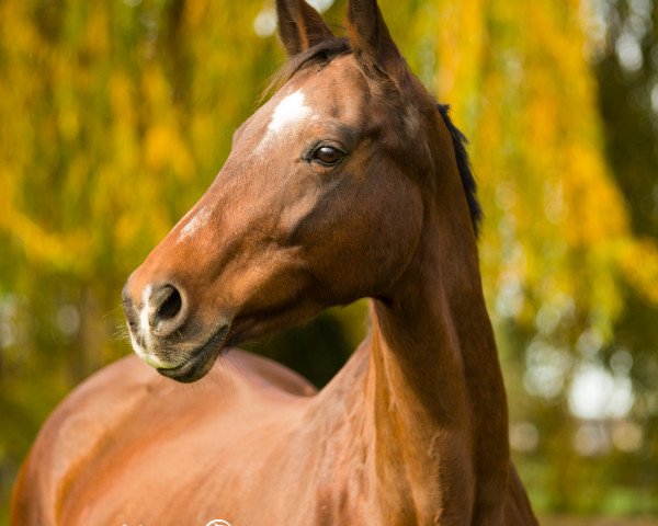 broodmare Lara (German Sport Horse, 2002, from Louis le Bon)