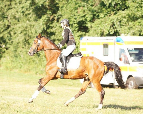 dressage horse Bakari S (Oldenburg, 2012, from Bretton Woods)