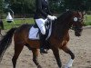 Dressurpferd Best Boy 5 (Deutsches Reitpony, 2006, von Bartholomeo)