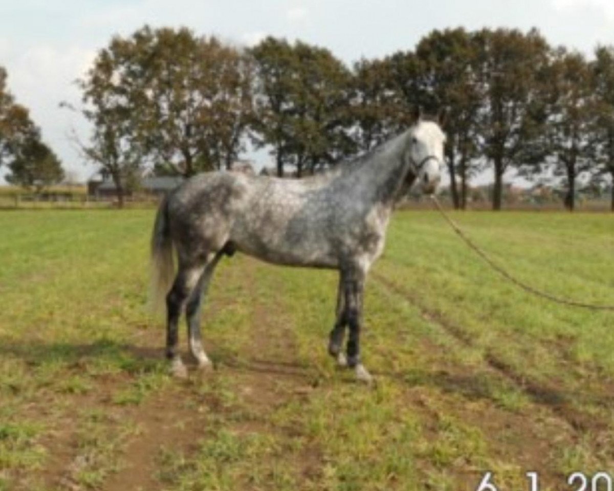 Springpferd Carambo 5 (Westfale, 2008, von Cristallo I)