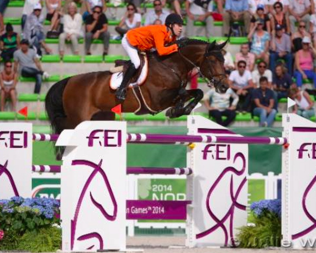 stallion Verdi (KWPN (Royal Dutch Sporthorse), 2002, from Quidam de Revel)