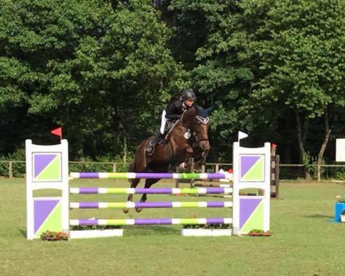 jumper Finesse 323 (anglo european sporthorse, 2005, from Amor de Kalvarie)