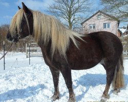 horse Melissa (Black Forest Horse, 2010, from Wildfuchs)