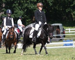 dressage horse Steinburgs Faiza (Shetland Pony, 2009, from Vitus von der Ostsee)