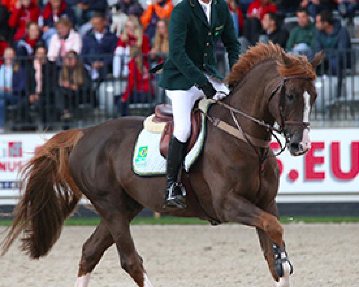 stallion Quabri de l'Isle (Selle Français, 2004, from Kannan)