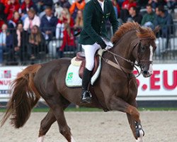 stallion Quabri de l'Isle (Selle Français, 2004, from Kannan)