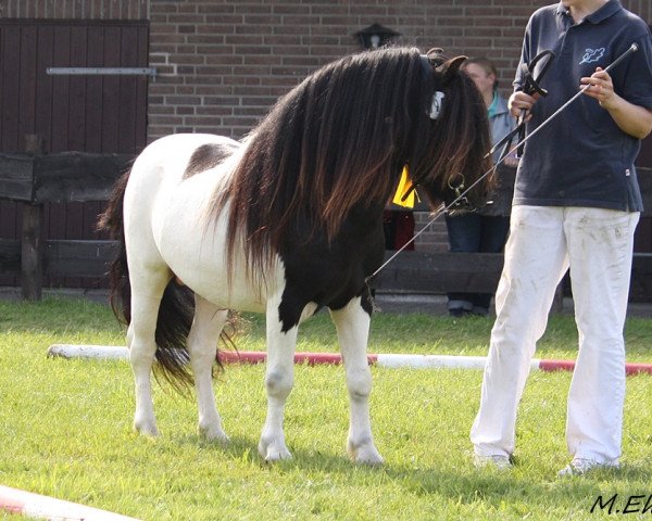 Pferd Commandant van de Kortenhof (KWPN (Niederländisches Warmblut), 2009, von Wonder Boy v.d. Molenstraat)