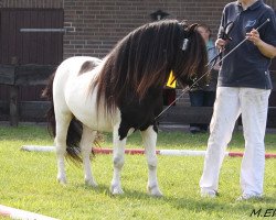 horse Commandant van de Kortenhof (KWPN (Royal Dutch Sporthorse), 2009, from Wonder Boy v.d. Molenstraat)