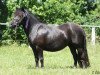 horse Steinburgs Madonna (Shetland Pony, 2014, from Commandant van de Kortenhof)