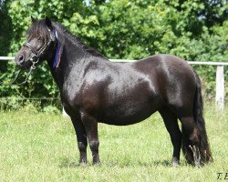 horse Steinburgs Madonna (Shetland Pony, 2014, from Commandant van de Kortenhof)