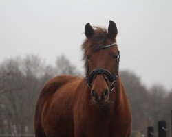 Pferd Ginga (Deutsches Reitpony, 2006, von Boticelli 4)