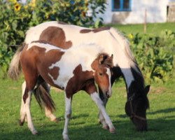 broodmare Shakira (Lewitzer, 2005, from Shamani)