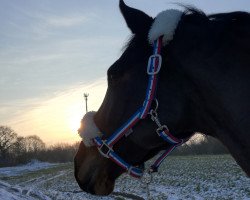 broodmare Paluna (German Warmblood, 2007, from Consens)