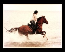 dressage horse Rappenbergs November (German Riding Pony, 2006, from Nantano)