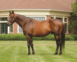 stallion Smart Strike xx (Thoroughbred, 1992, from Mr. Prospector xx)