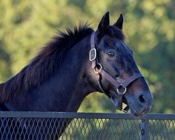 stallion Quiet American xx (Thoroughbred, 1986, from Fappiano xx)