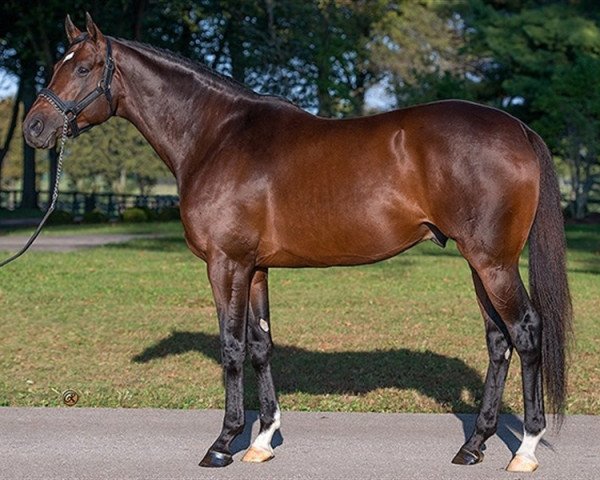 stallion Atreides xx (Thoroughbred, 2011, from Medaglia d'Oro xx)