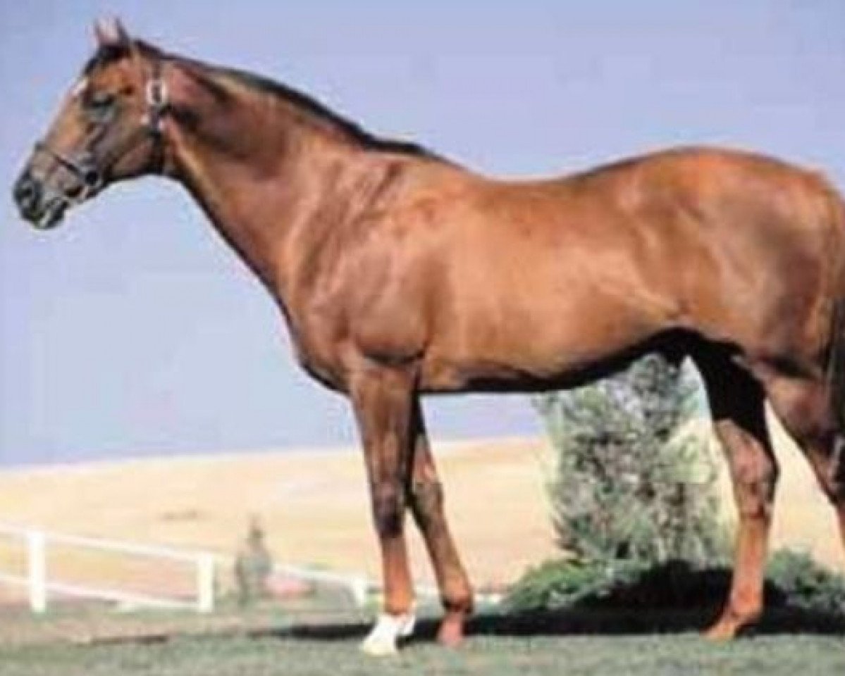 stallion Mujtahid xx (Thoroughbred, 1988, from Woodman xx)