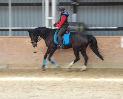 dressage horse La Florencia (Austrian Warmblood, 2005, from Florencio I)