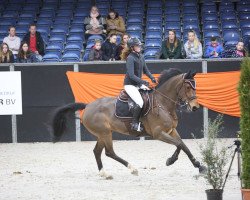 jumper Jojoe Ter Doorn (Belgian Warmblood, 2009, from Toulon)