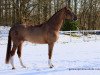 dressage horse Fiderfuchs (Württemberger, 2013, from Fidertanz)