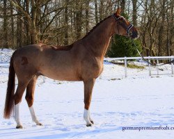 dressage horse Fiderfuchs (Württemberger, 2013, from Fidertanz)