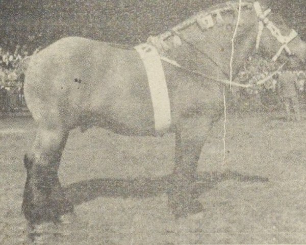 Pferd Wilfried (Niederländisches Kaltblut, 1947, von Karel van Certain)