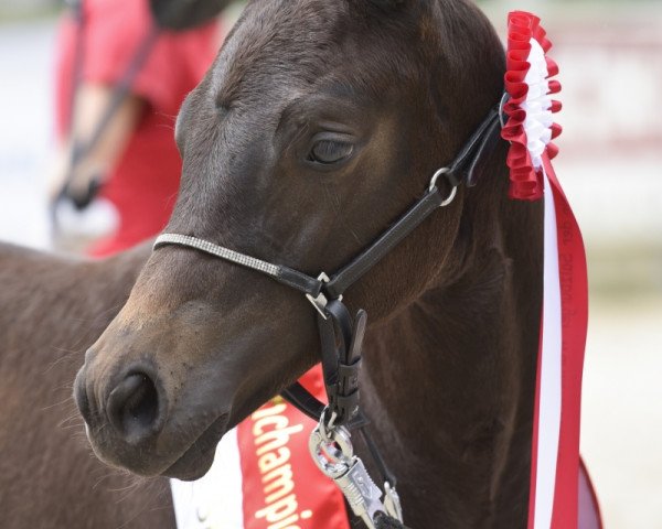dressage horse Mirabelle SA (Austrian Warmblood, 2016, from Marqués)