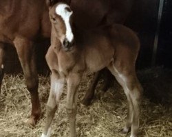 broodmare Belle du Rouet P (Hanoverian, 2018, from Balou du Rouet)