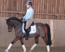 Pferd Westerterper Addoli (Welsh Partbred, 1999, von Wester Aikema's Adios)