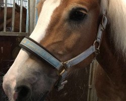 dressage horse Nash 20 (Haflinger, 2001, from Nico)