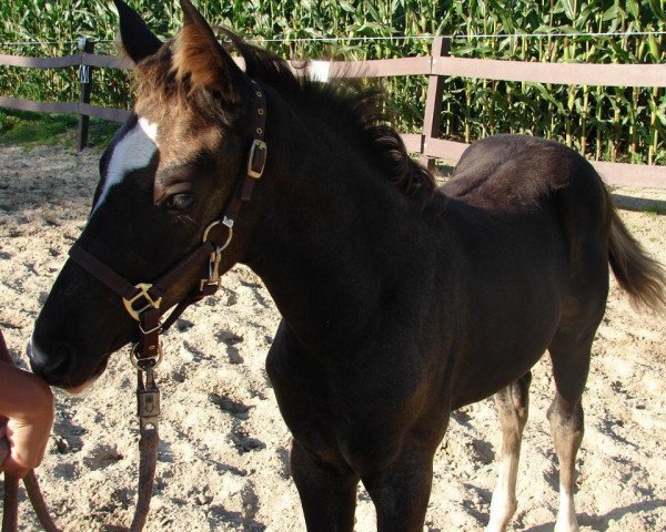 dressage horse Ricci (Rhinelander, 2012, from Riccio)