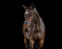 dressage horse Layla Royal Diva Deluxe (Oldenburger, 2015, from Levantino H)