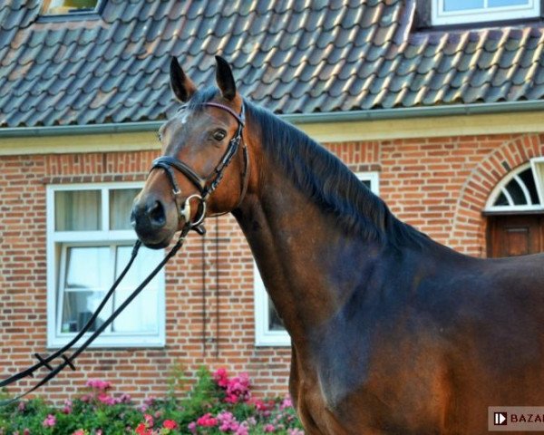 broodmare Charleen (Hanoverian, 2003, from Contendro I)