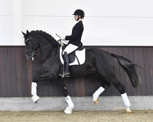 stallion Suarez (Hanoverian, 2015, from Sezuan)
