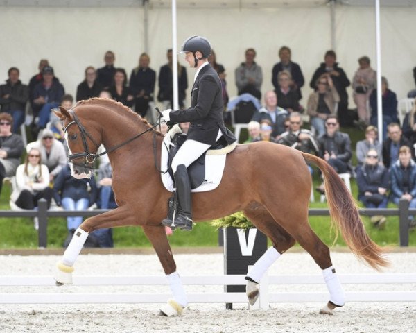 stallion Quaterhit (German Sport Horse, 2014, from Quatergold)