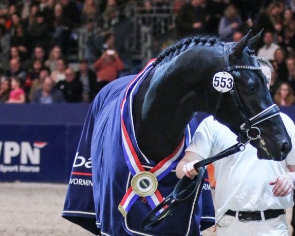 stallion Kremlin Md (KWPN (Royal Dutch Sporthorse), 2015, from Governor-Str)