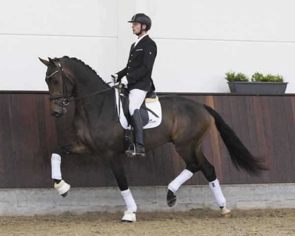 stallion Knock-Out (KWPN (Royal Dutch Sporthorse), 2015, from Expression)