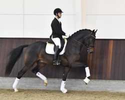 stallion Kaliber L (KWPN (Royal Dutch Sporthorse), 2015, from Franklin)