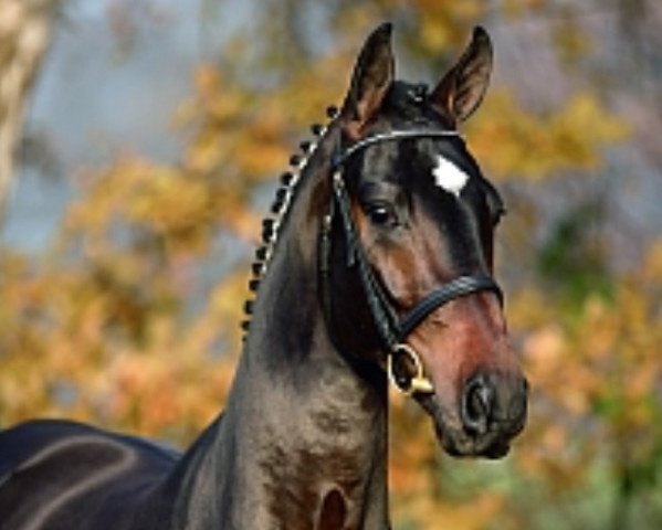 dressage horse San Schufro II (Oldenburg, 2003, from Sandro Hit)