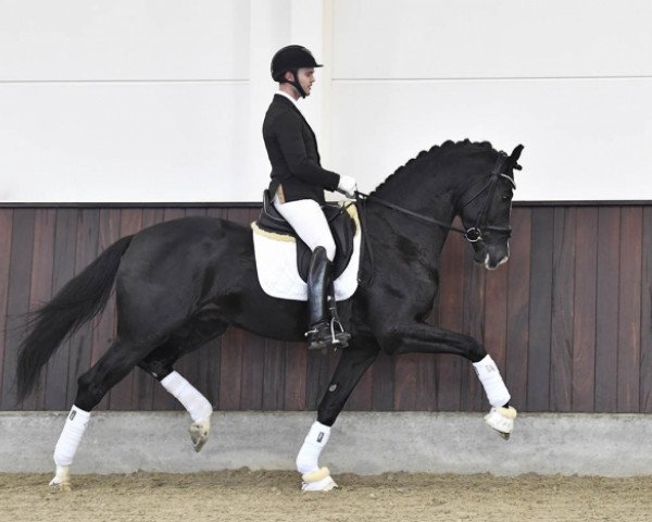 stallion Janeiro Platinum (KWPN (Royal Dutch Sporthorse), 2014, from Sezuan)